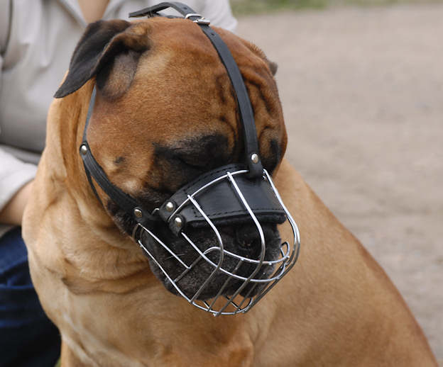 How to make a dog stop chewing things up