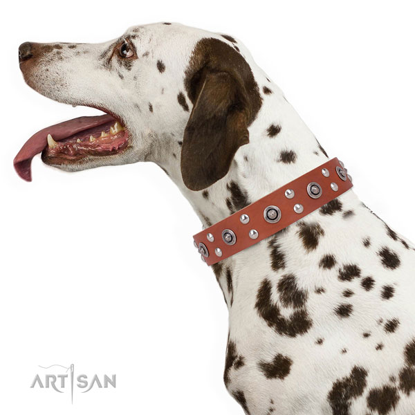 Daily use dog collar with designer adornments