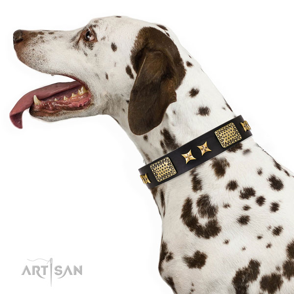Everyday use dog collar with stylish design studs