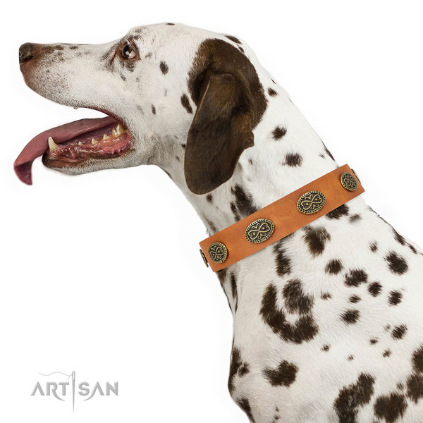 Impressive adornments on walking natural genuine leather dog collar