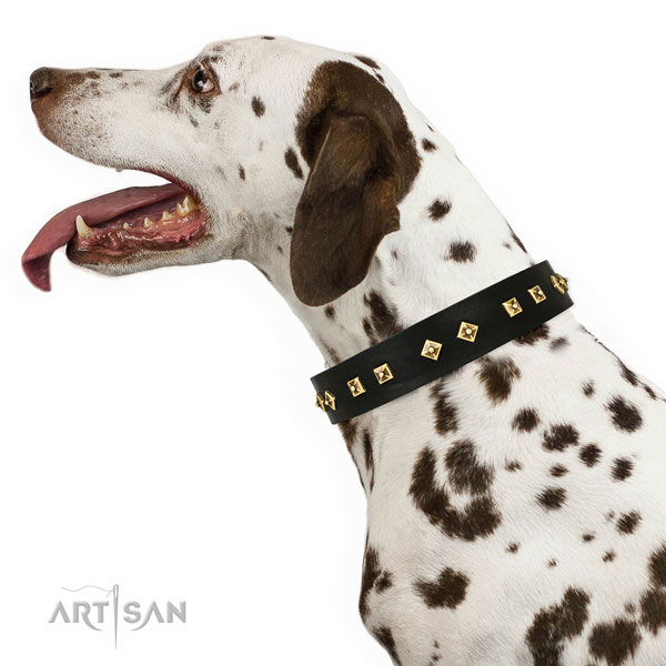 Designer studs on daily use genuine leather dog collar