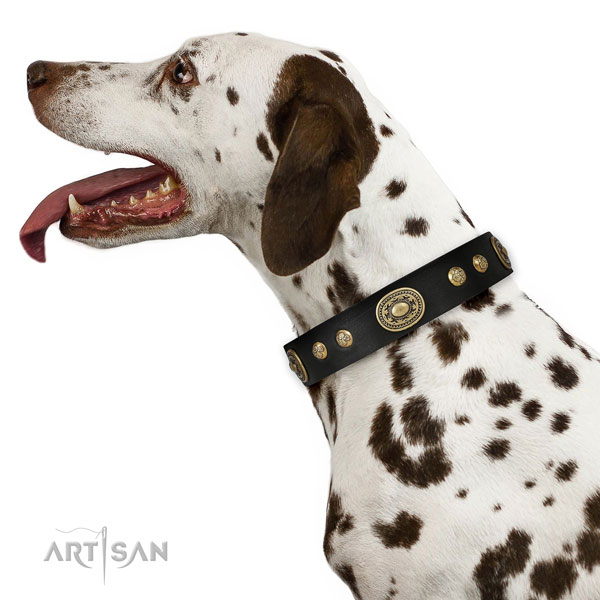 Extraordinary embellishments on daily use dog collar
