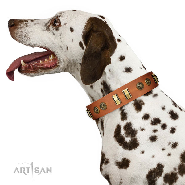 Strong traditional buckle on full grain natural leather dog collar for fancy walking