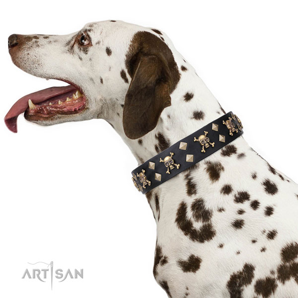 Dalmatian full grain leather dog collar for everyday walking