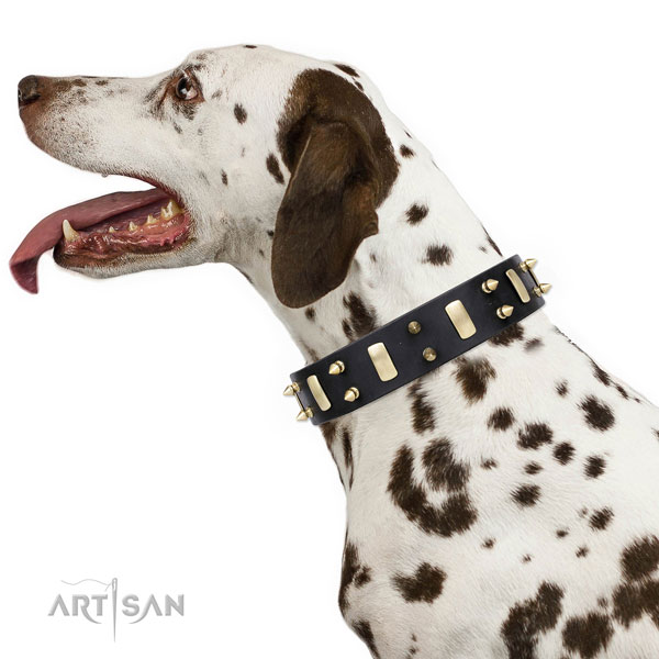 Dalmatian full grain natural leather dog collar for daily walking